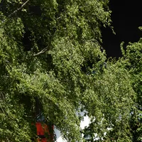 brandlichtinger_32.jpg